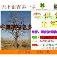 低价供应银杏树