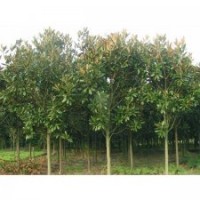 最新广玉兰价格广玉兰订购