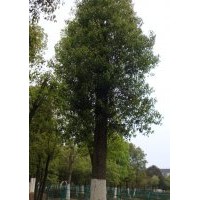 湖南香樟|益阳香樟|骨架香樟
