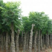 供应栾树 12公分栾树