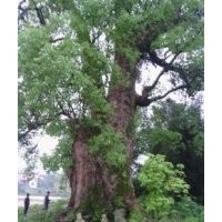 专供各种特大绿化树苗香樟,桂花,木棉