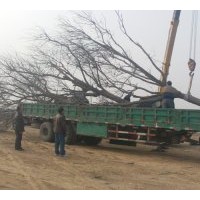 长期供应大规格原生国槐