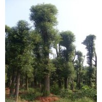 免费提供各类重庆香樟树，湖南香樟，浙江香樟