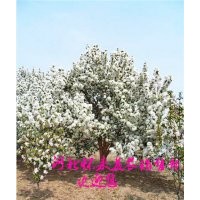 出售八棱海棠树海棠果