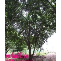 湖南香泡树价格|香泡树价格|香泡栽植管理