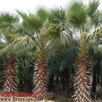 供应华棕(华盛顿棕榈)