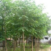 河北构树 保定构树苗木 构树基地