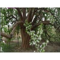 河北八棱海棠树基地