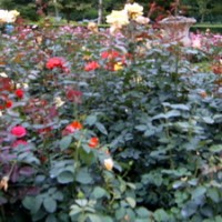 供应 月季 大红袍 香水月季