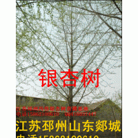 银杏树