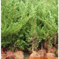 铺地柏销售 铺地柏批发 铺地柏基地