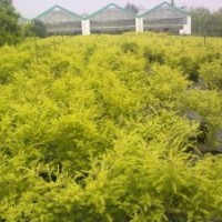 供应成都千层金袋苗 黄千层