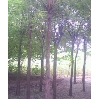 专营国槐、8公分国槐 10公分国槐 国槐苗