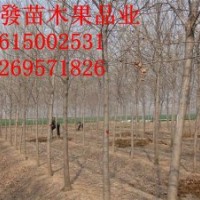 山东6-20国槐批发