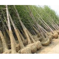 邳州绿地大量供应银杏树.看树挖树.包办手续.