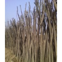 供应6到8公分国槐