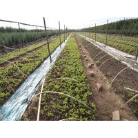 平欧大榛子小苗