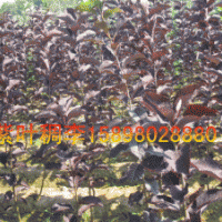 紫叶稠李小苗，紫叶稠李70-120CM