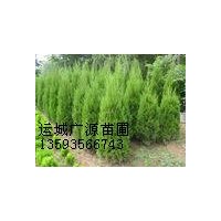 侧柏出售2米、3米侧柏大量低价货源充足