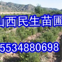 两年生白皮松小苗价格 营养杯白皮松