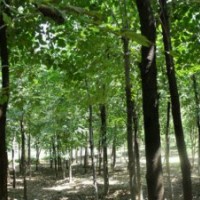 鄢陵低价出售4—15公分白蜡