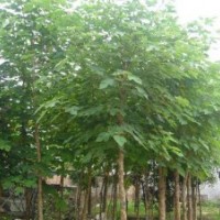 大量供应优质惠民白蜡