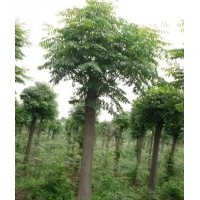 栾树|湖南栾树|黄山栾树