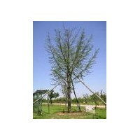 供应优质银杏苗木