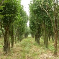 供应大量（20-70公分）皂荚