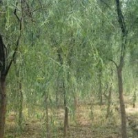 供应大量优质垂柳（5-35公分）