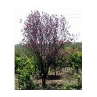 出售黄老虎，紫叶李，迎春，棣棠，黄杨等