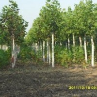 法桐基地 法桐价格 优质法桐 速生法桐