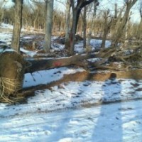 供应7-50公分国槐树