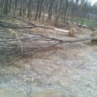 供应20-40公分柳树