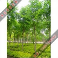 河北香花槐种植基地