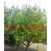 出售八棱海棠树