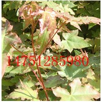 五角枫苗江苏五角枫芽苗价格五角枫小苗种植基地