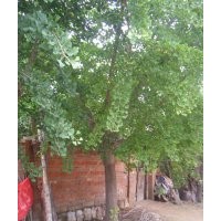 专供江苏和山东嫁接银杏树 5.6.7嫁接树