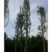 供应35-70公分大银杏树