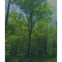 山场 长期出售绿化移栽用山树五角枫