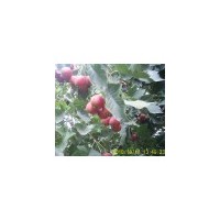 供应山西大金星山楂树，占地4,5,6公分山楂树大批量