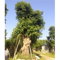 大量供应秋枫树