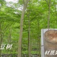 任豆树苗木供应   栀子树