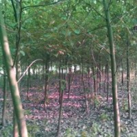 香樟种植基地出售香樟3-25公分