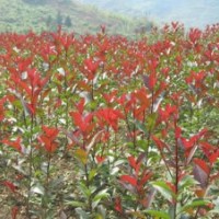 石楠，石楠小苗，潢川石楠