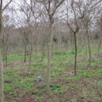 黄槐、洋紫荆7-10公分