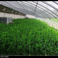 北海道黄杨，2013年北海道黄杨报价，北海道黄杨小苗