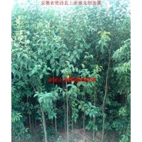 安徽肥西供应大叶女贞小苗 香樟小苗 广玉兰小苗 栾树小苗