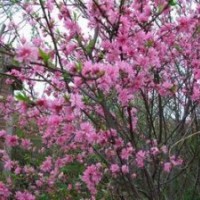 菊花碧桃树苗|优质菊花碧桃树苗|菊花碧桃价格|诚信为本