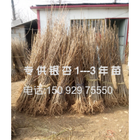 大量供应银杏树